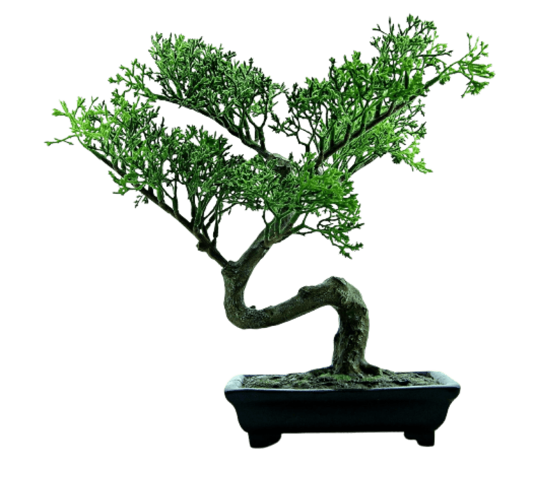 bonsai-image